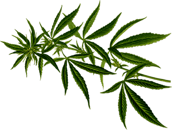 cannabear pot leaf