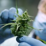 Global GMPs in the World of Legal Cannabis – CBD Testers