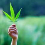 Hemp and Cannabis: What’s Different?