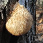 Incredible benefits from Lion’s Mane a type of medicinal mushroom