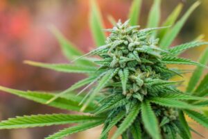 Hemp and Cannabis Plant