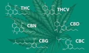 Cannabis Regulations: Cannabinoids
