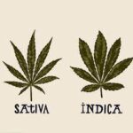 Indica and Sativa: Do Strains Matter?