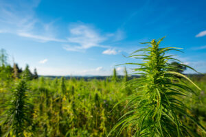 what is cannabis: hemp farm