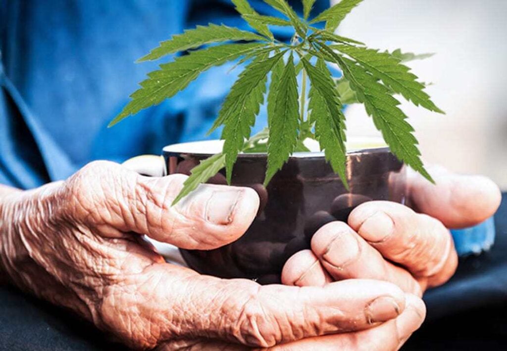 Cannabis can help with aging