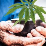 Cannabis Can Help With Aging: The Facts