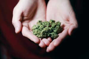what is cannabis: marijuana flower