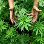 Alternative Cannabinoids: Cannabis 101