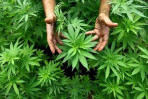 Organic Cannabis Advantages